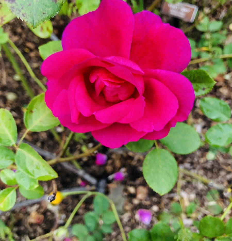 IMG_2223.jpg?type=w966