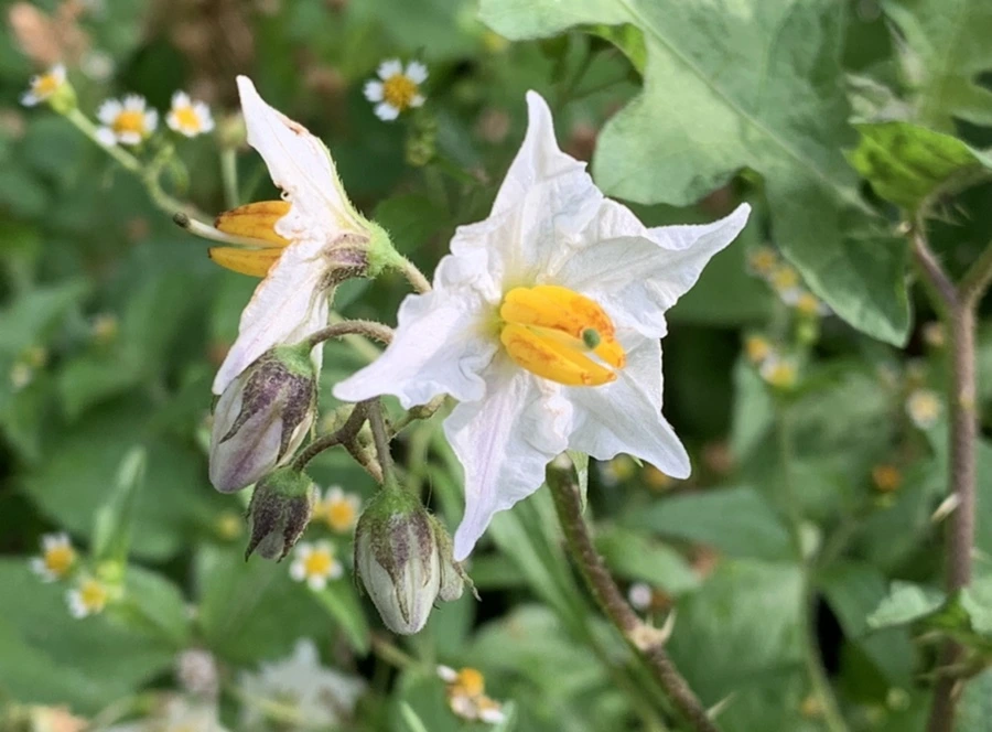 IMG_8955.jpg?type=w966