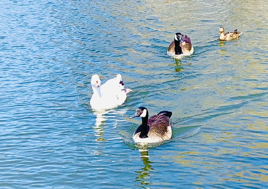 IMG_9813.jpg?type=w966