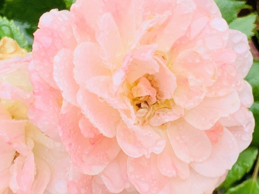 IMG_4916.jpg?type=w966