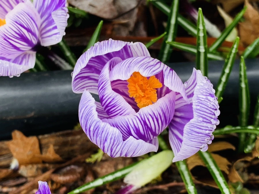 IMG_3761.jpg?type=w966