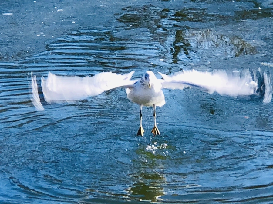 IMG_7736.jpg?type=w966