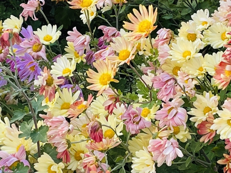 IMG_1152.jpg?type=w966