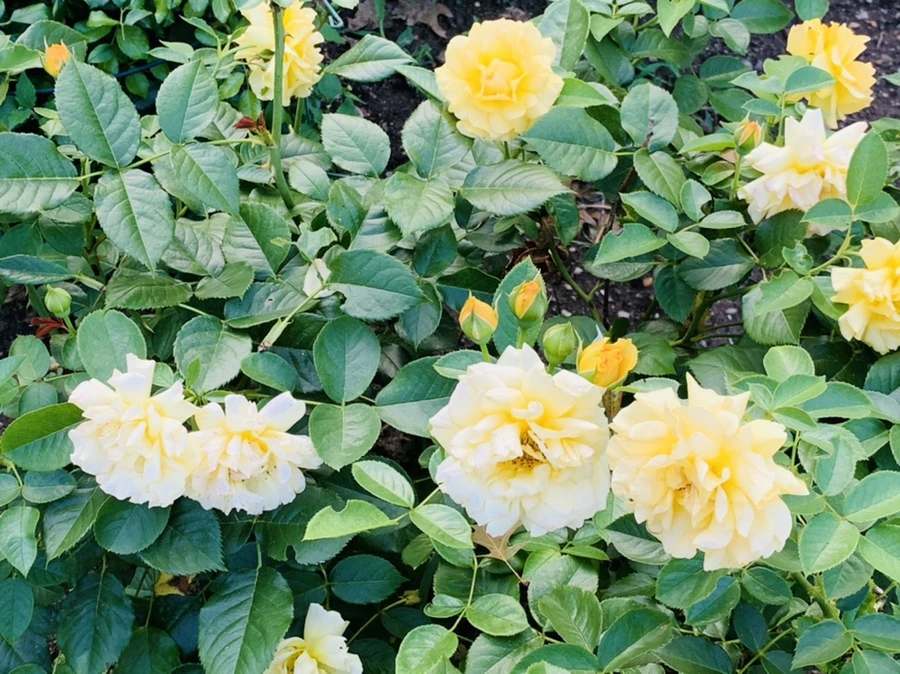 IMG_2960.jpg?type=w966