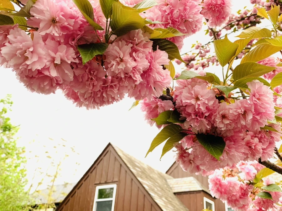 IMG_7146.jpg?type=w966