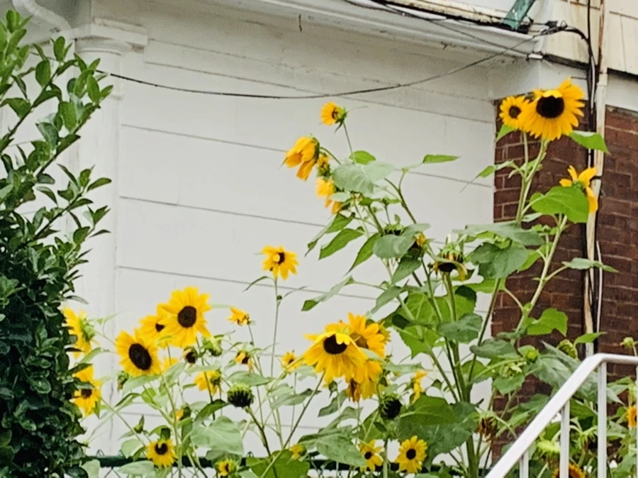 IMG_3673.jpg?type=w966