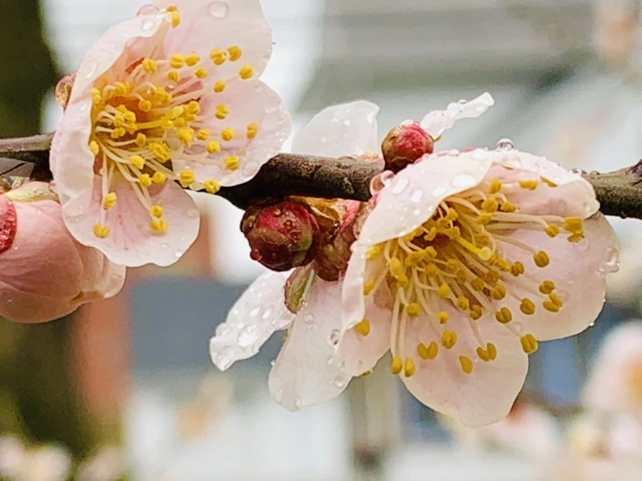 IMG_1852.jpg?type=w966