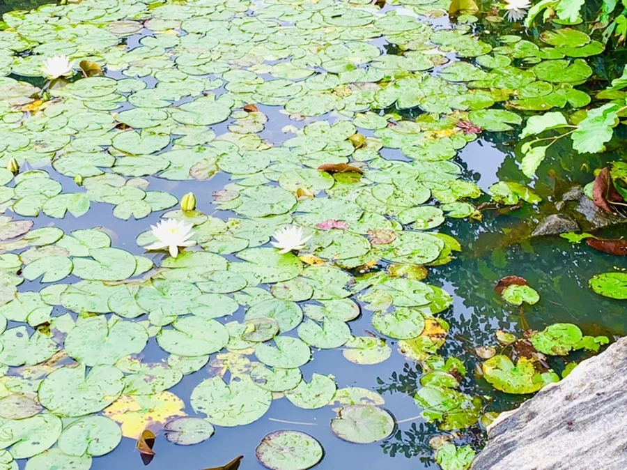 IMG_4435.jpg?type=w966