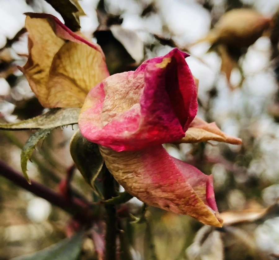 -US527NOsuBS5wwRY-Ij8kEBoqw