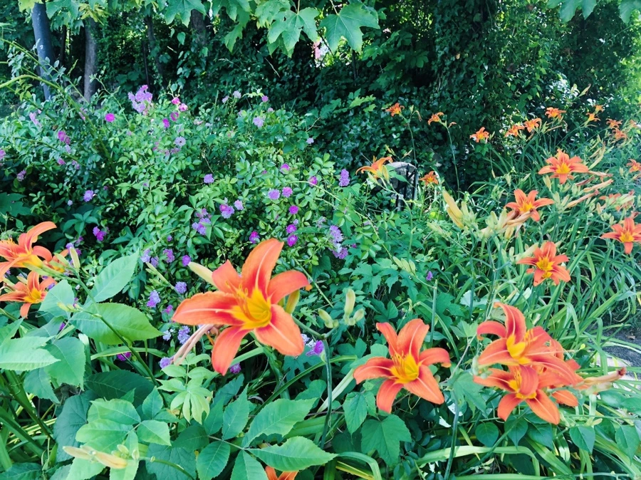 IMG_0006.jpg?type=w966