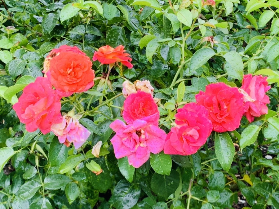 IMG_0974.jpg?type=w966