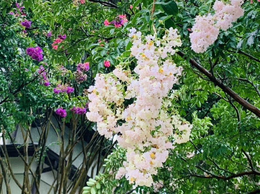 IMG_3785.jpg?type=w966