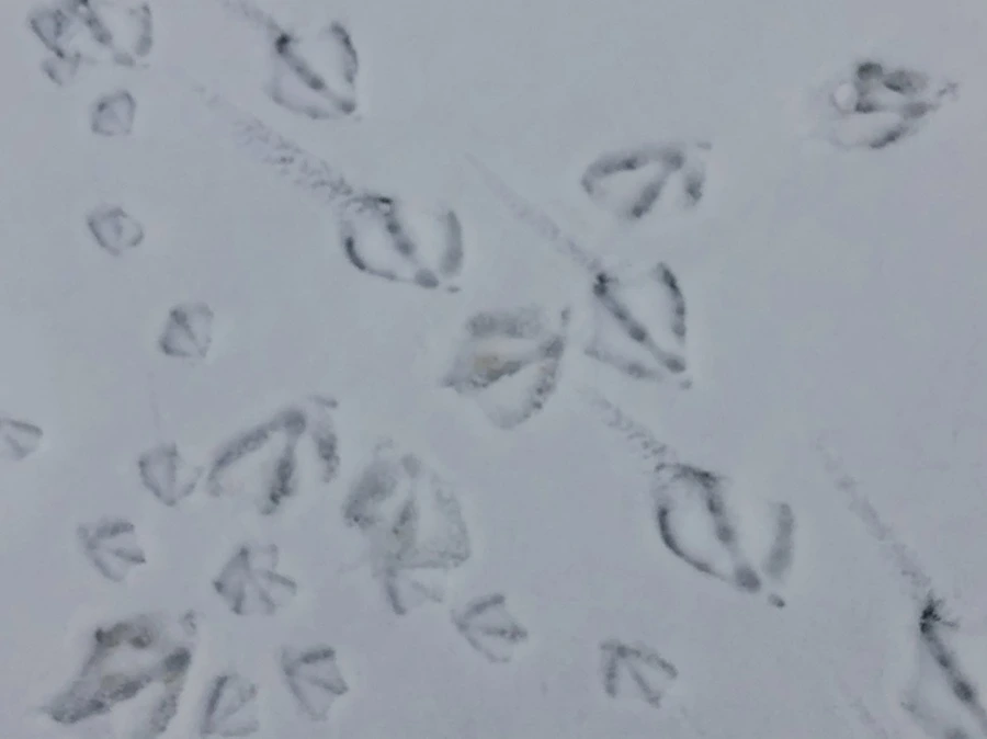 IMG_2530.jpg?type=w966