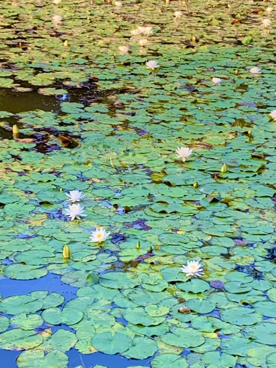 IMG_1071.jpg?type=w966