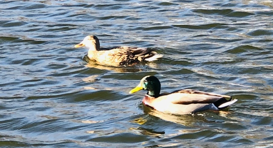 IMG_9323.jpg?type=w966