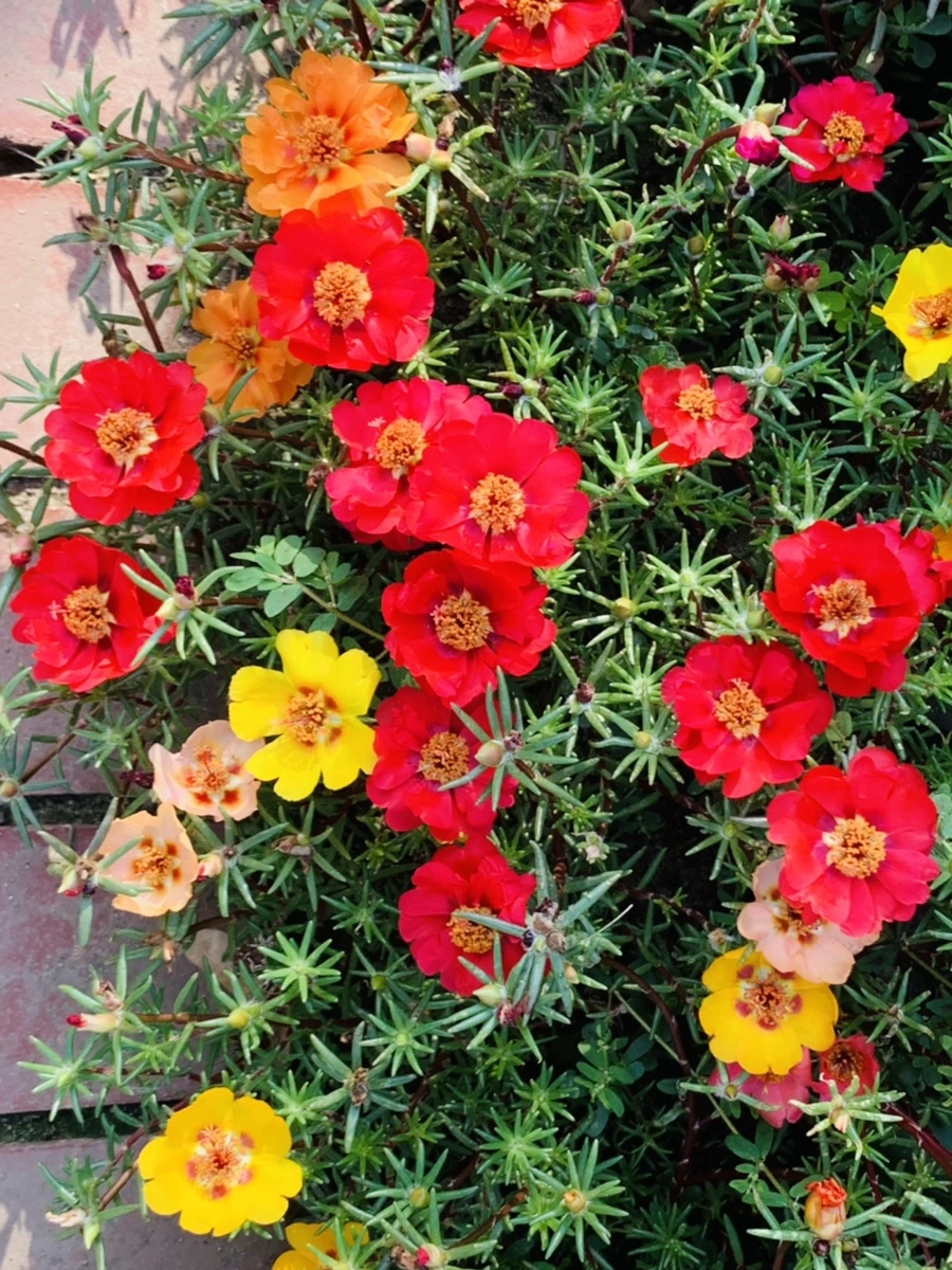 IMG_6653.jpg?type=w966