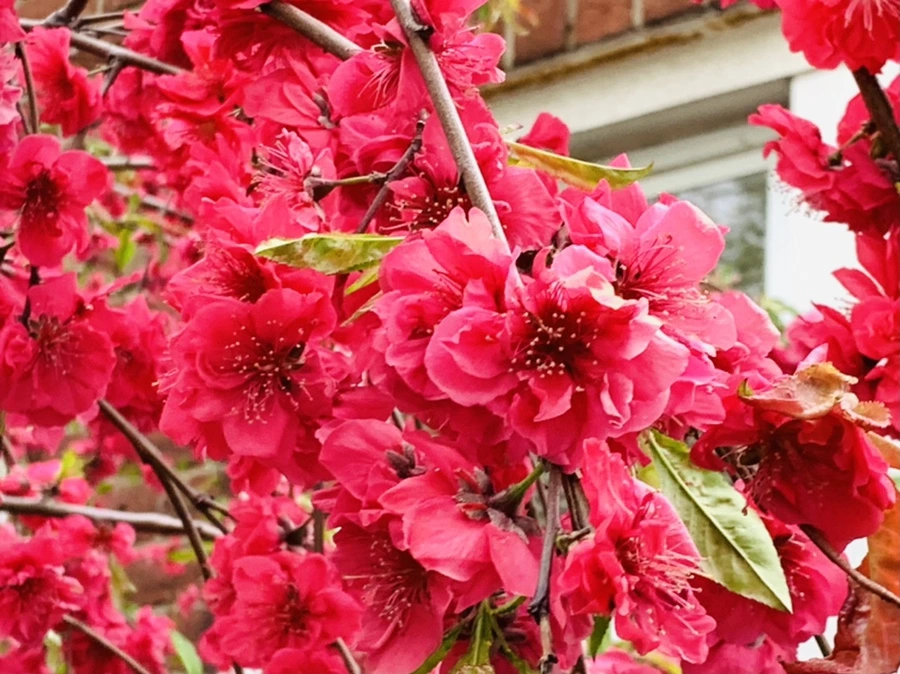 IMG_8053.jpg?type=w966