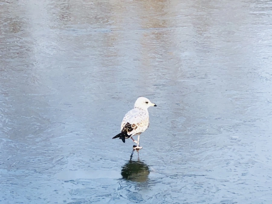 IMG_8475.jpg?type=w966