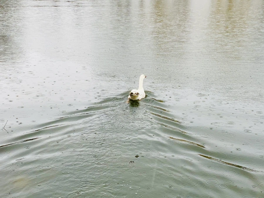 IMG_2044.jpg?type=w966