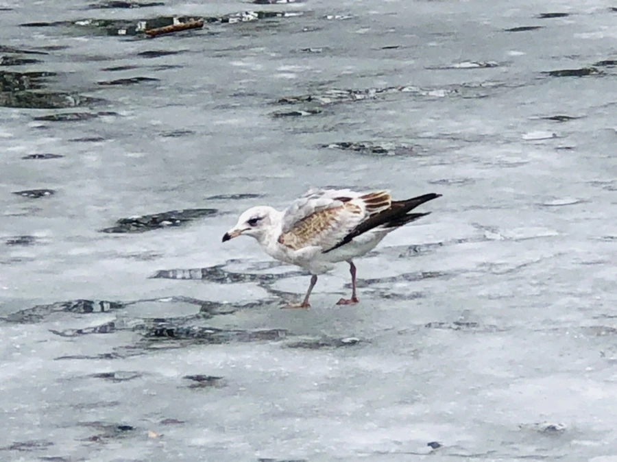 IMG_6386.jpg?type=w966