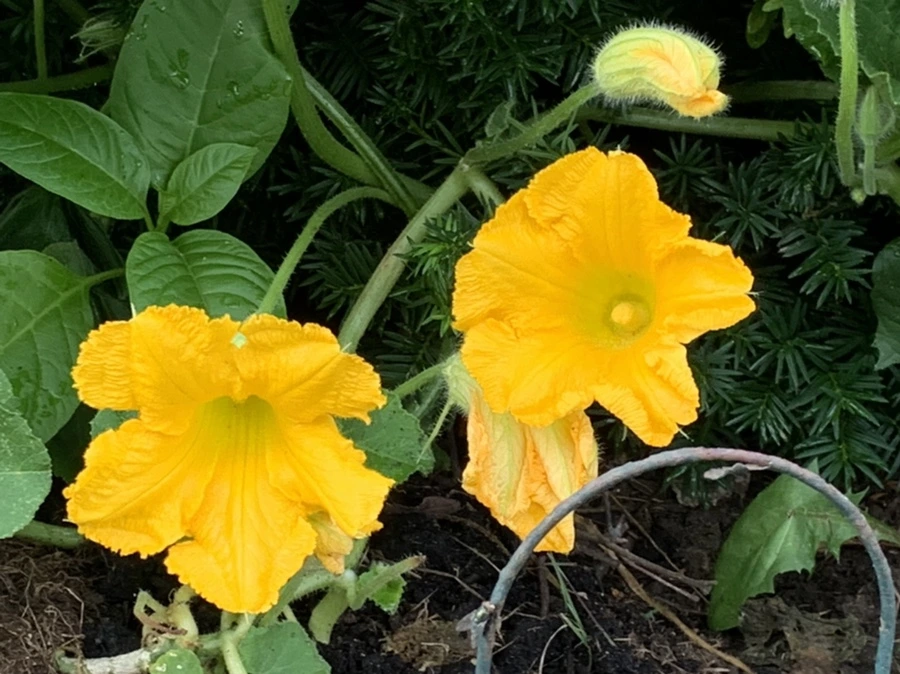 IMG_9086.jpg?type=w966