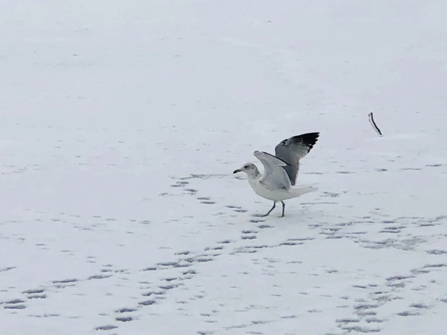 IMG_3834.jpg?type=w966