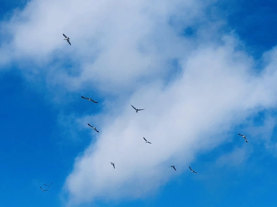 IMG_2857.jpg?type=w966