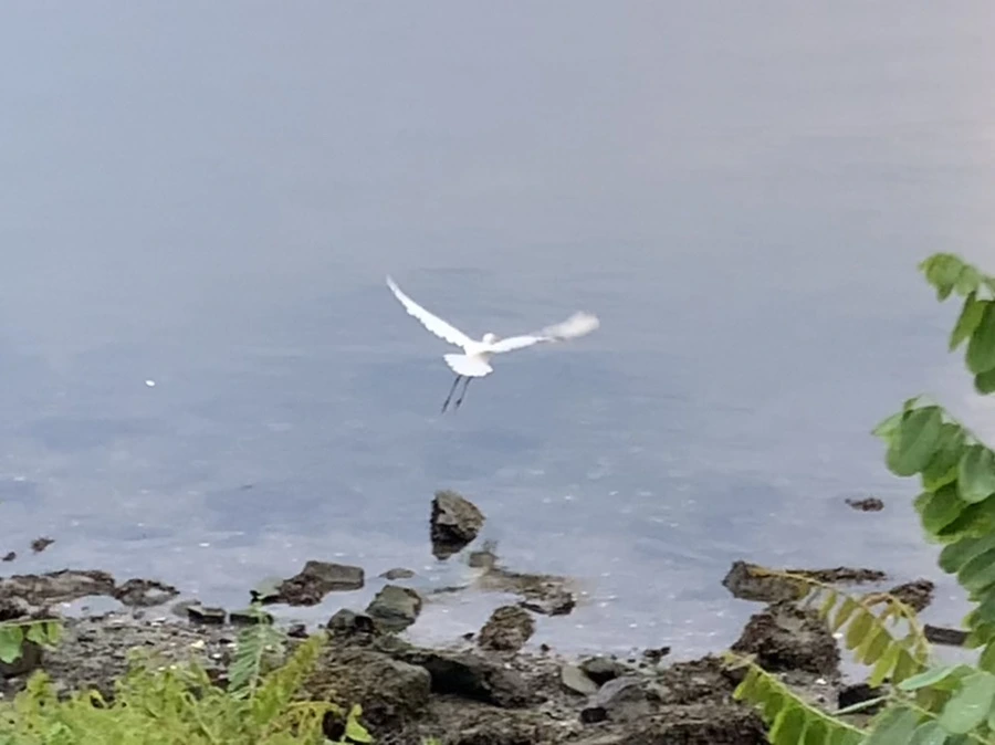 IMG_0576.jpg?type=w966