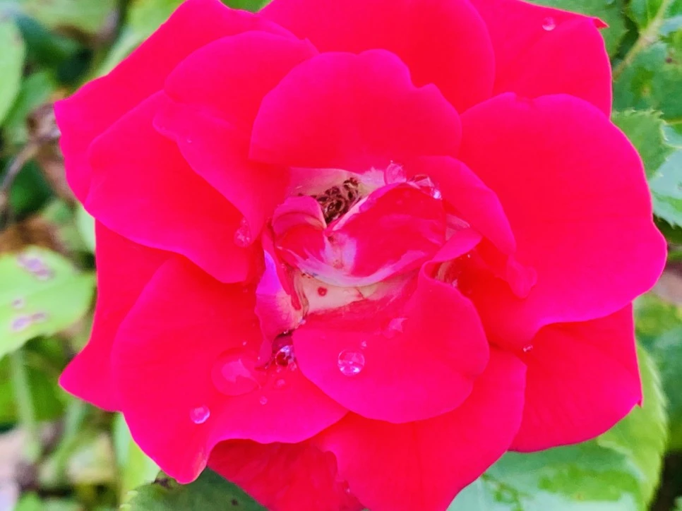 IMG_0947.jpg?type=w966