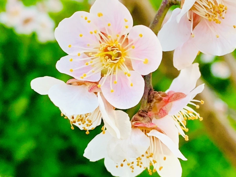 IMG_2356.jpg?type=w966