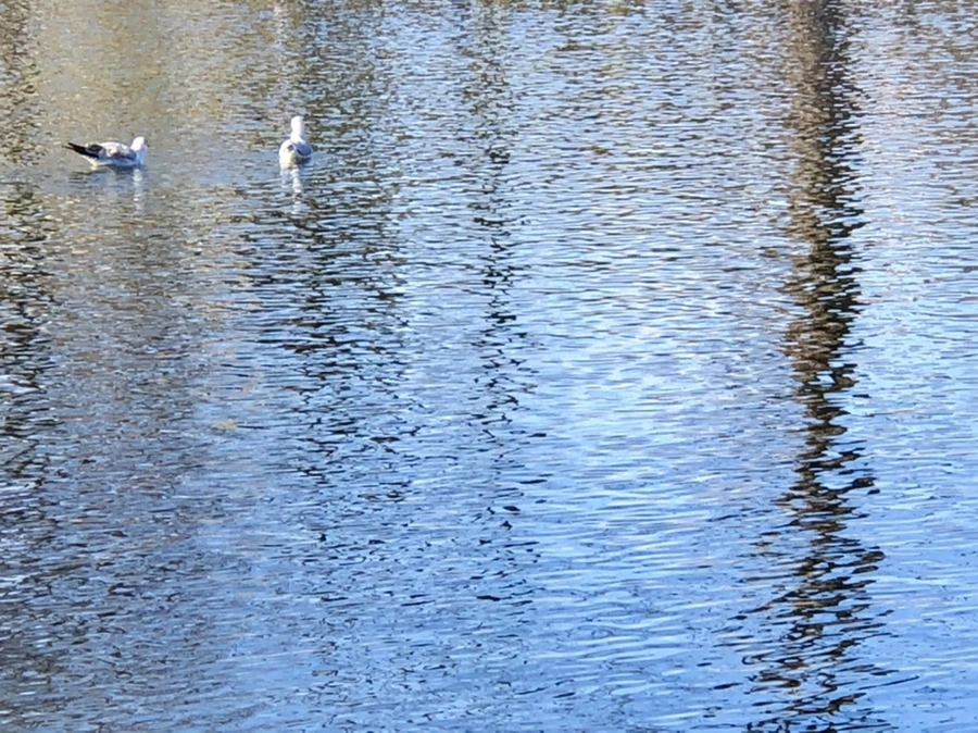 IMG_9738.jpg?type=w966