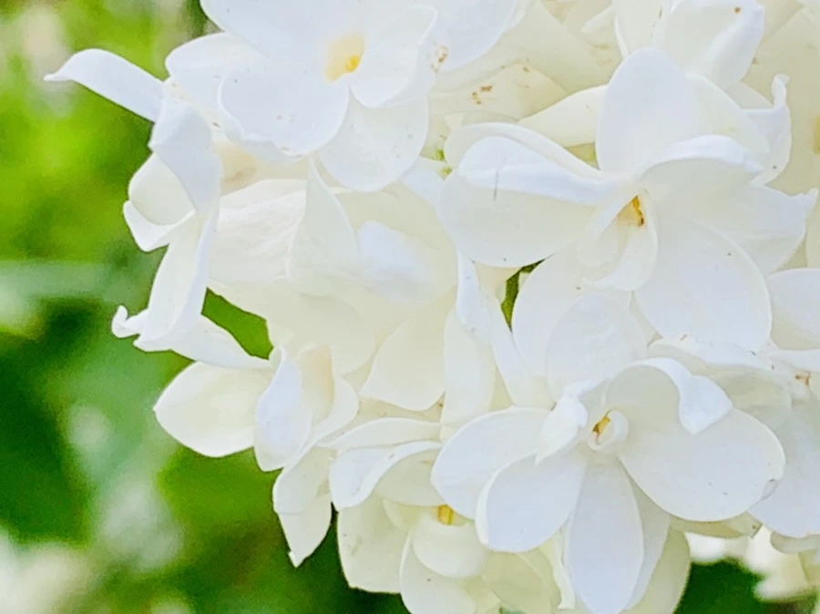 IMG_1136.jpg?type=w966