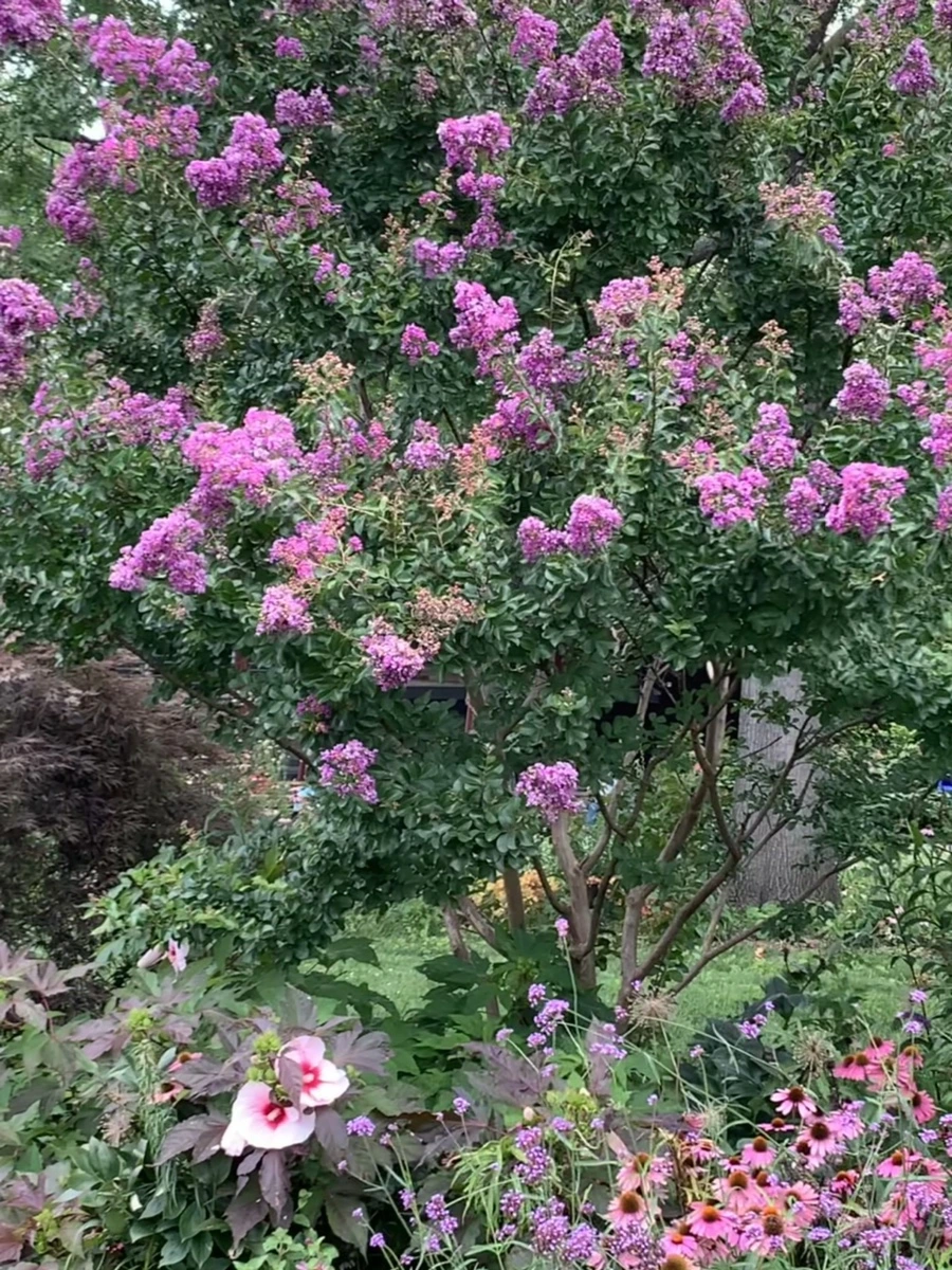 IMG_5090.jpg?type=w966