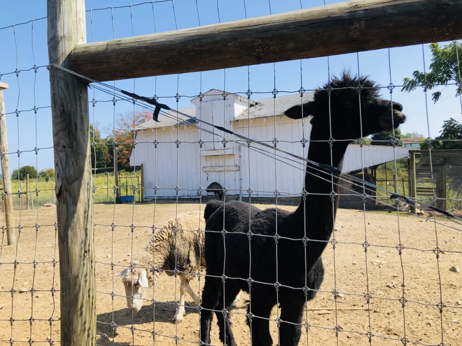 IMG_0767.jpg?type=w966