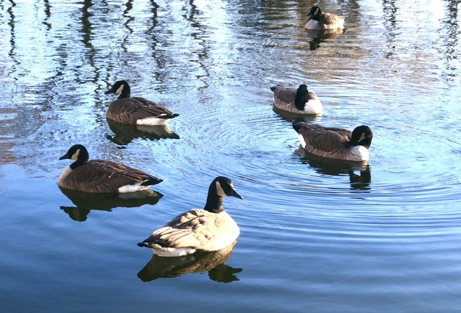 IMG_1395.jpg?type=w966