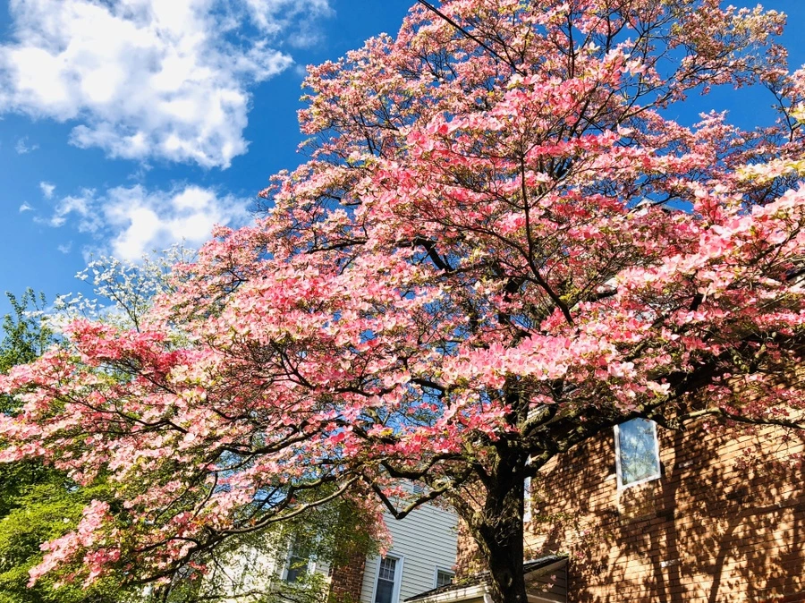 IMG_7261.jpg?type=w966