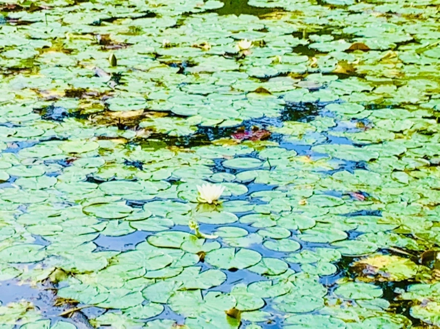 IMG_9323.jpg?type=w966