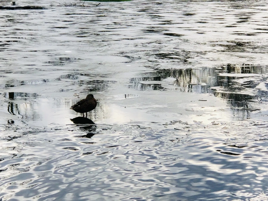 IMG_5019.jpg?type=w966