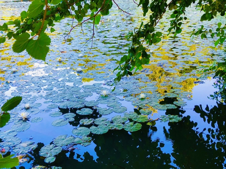 IMG_3809.jpg?type=w966