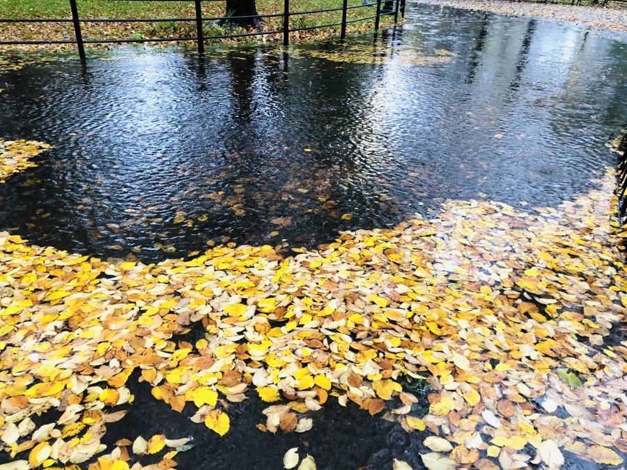 IMG_3130.jpg?type=w966