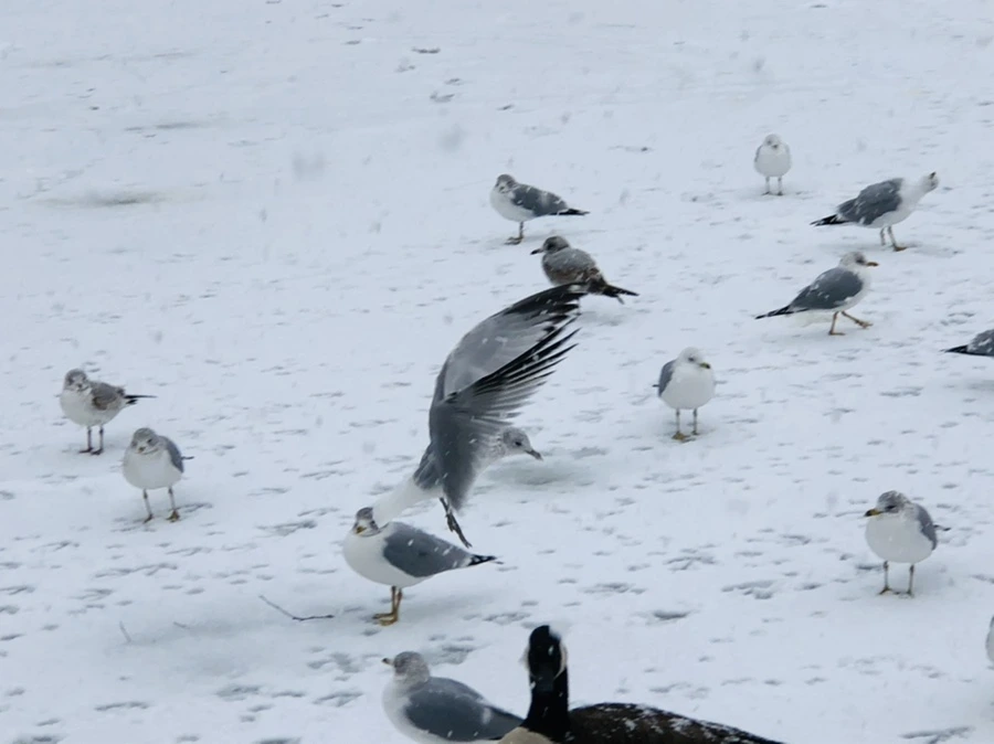 IMG_4194.jpg?type=w966