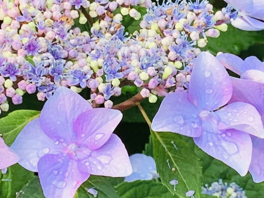 IMG_6040.jpg?type=w966