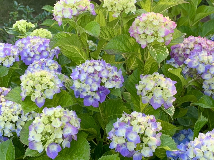 IMG_5274.jpg?type=w966