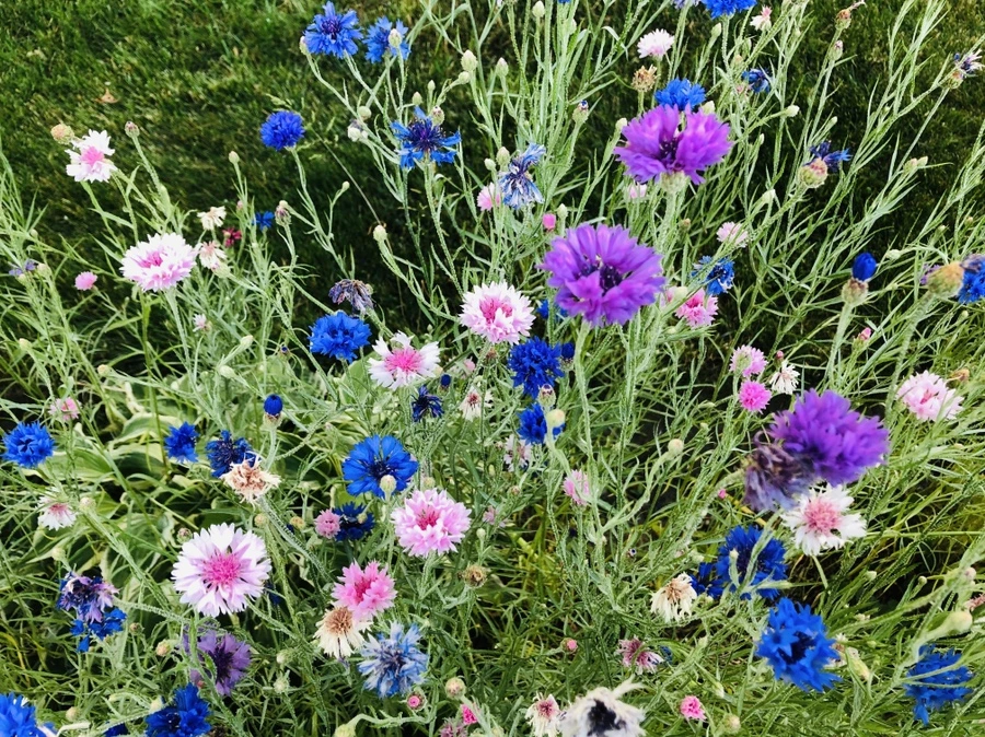 IMG_9190.jpg?type=w966