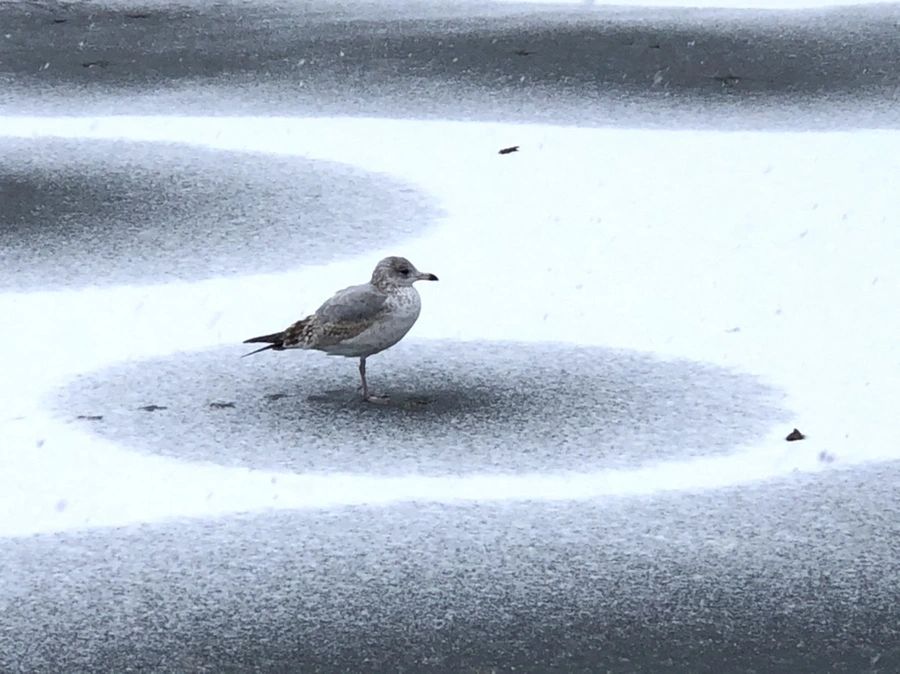 IMG_5972.jpg?type=w966