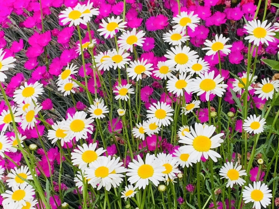 IMG_4903.jpg?type=w966