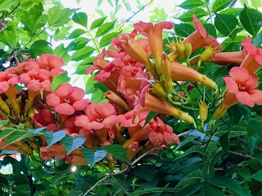 IMG_8696.jpg?type=w966