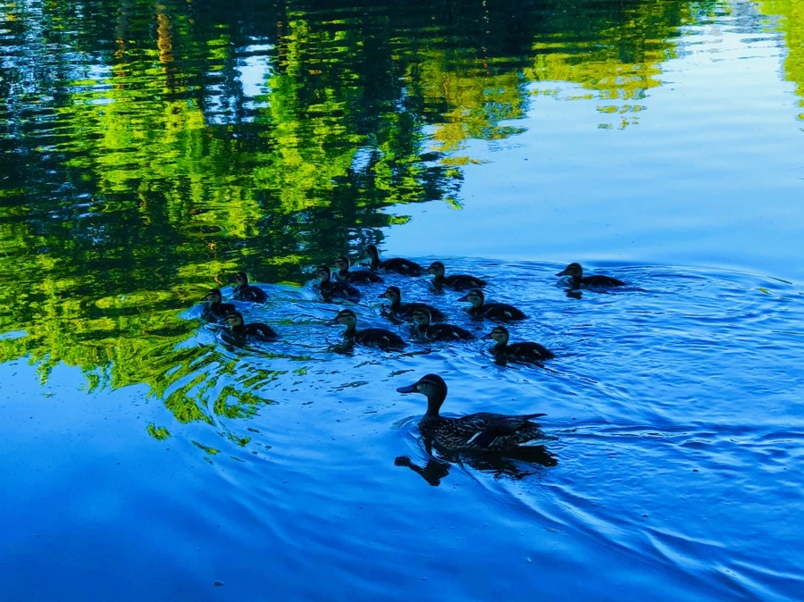 IMG_2730.jpg?type=w966