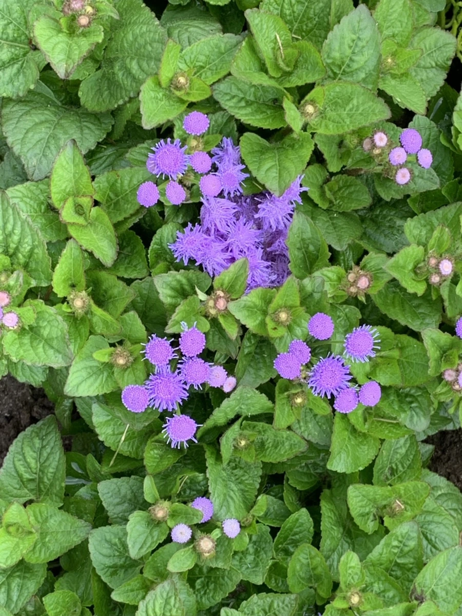 IMG_5986.jpg?type=w966