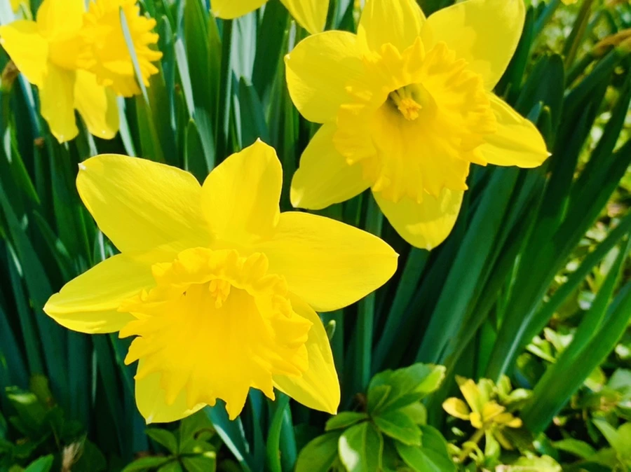 IMG_4286.jpg?type=w966